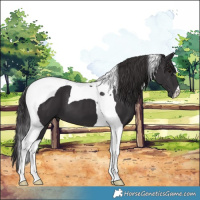 Horse Color:Smoky Black Tobiano 
