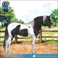 Horse Color:Smoky Black Tobiano 