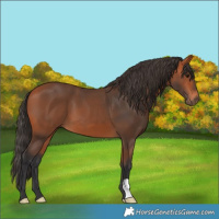 Horse Color:Bay 