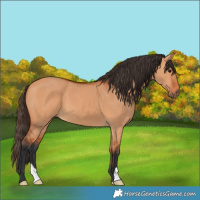 Horse Color:Bay Dun