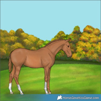 Horse Color:Chestnut 