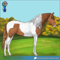 Horse Color:Chestnut Tobiano 
