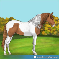 Horse Color:Chestnut Tobiano 