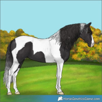 Horse Color:Smoky Black Tobiano 