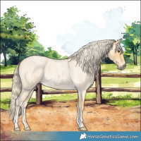Horse Color:Palomino Roan