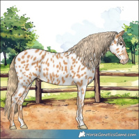 Horse Color:Chestnut Appaloosa