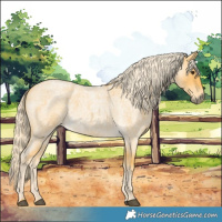 Horse Color:Palomino Roan 