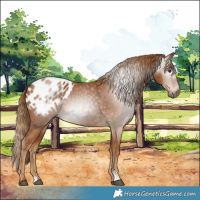 Horse Color:Gray Chestnut Appaloosa 
