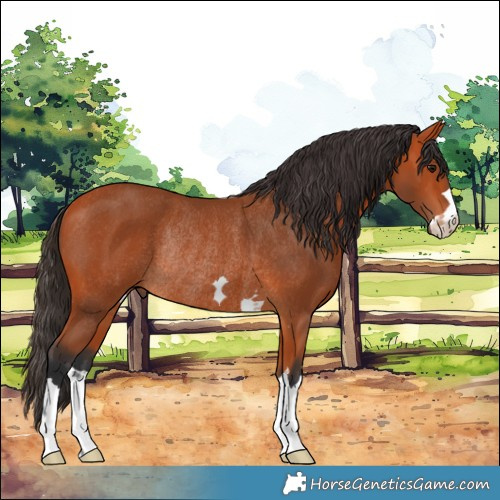 Horse Color:Bay Rabicano 