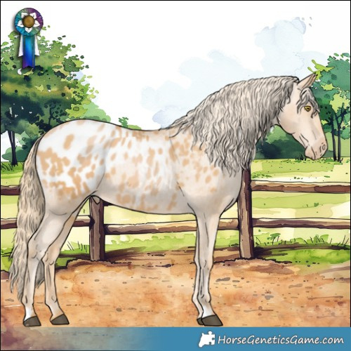 Horse Color:Chestnut Pearl Appaloosa 