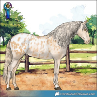 Horse Color:Chestnut Pearl Appaloosa