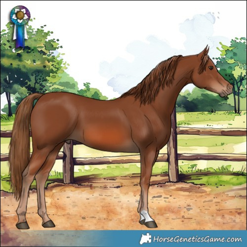 Horse Color:Chestnut 
