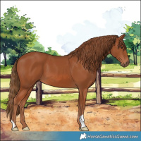 Horse Color:Chestnut 
