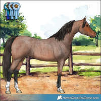 Horse Color:Bay Roan