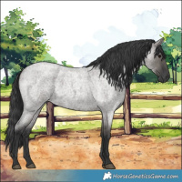 Horse Color:Grullo Roan