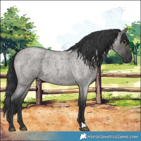 Horse Color:Grullo Roan 