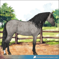 Horse Color:Grullo Roan