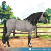 Horse Color:Grullo Roan 