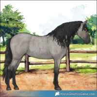 Horse Color:Grullo Roan 