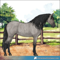 Horse Color:Grullo Roan 