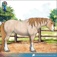 Horse Color:Red Roan