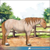 Horse Color:Red Roan 
