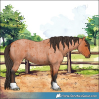 Horse Color:Bay Roan
