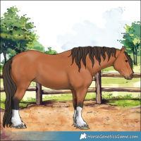 Horse Color:Bay 