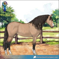 Horse Color:Bay Dun