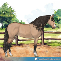 Horse Color:Bay Dun 