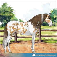 Horse Color:Buckskin Splash Tobiano Near Leopard 