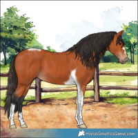 Horse Color:Bay Tobiano 