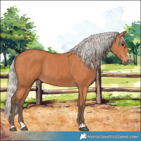 Horse Color:Silver Bay 