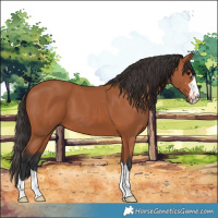 Horse Color:Bay 