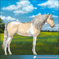 Horse Color:Palomino Dun Tobiano