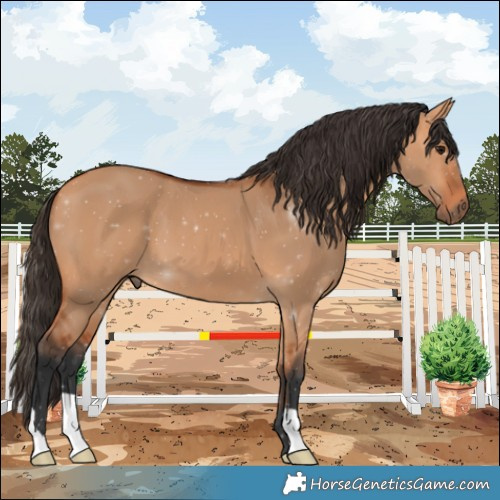 Horse Color:Bay Dun 