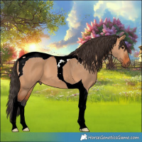 Horse Color:Bay Dun Tobiano 