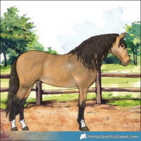 Horse Color:Buckskin