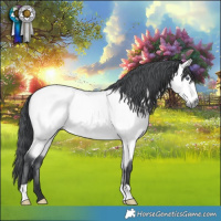 Horse Color:Bay Chinchilla