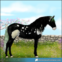 Horse Color:Watercolor Bay Roan Splash Tobiano 