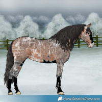 Horse Color:Bay Ice