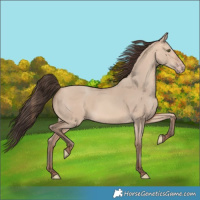 Horse Color:Amber Champagne Dun 
