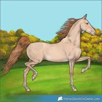 Horse Color:Gold Champagne Dun 