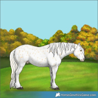 Horse Color:Palomino Leopard  and Palomino Leopard 