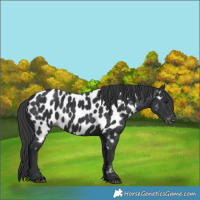 Horse Color:Black Appaloosa 