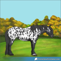 Horse Color:Black Appaloosa 