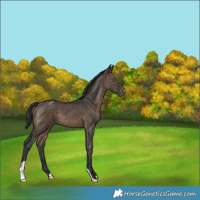 Horse Color:Brown Dun Appaloosa Brindle