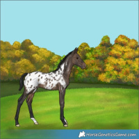 Horse Color:Brown Dun Appaloosa Brindle