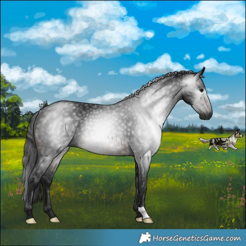 Horse Color:Gray Brown Rabicano