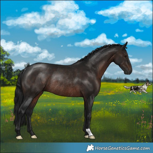 Horse Color:Gray Brown Rabicano 